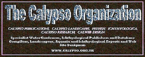 Header for the Calypso Organization