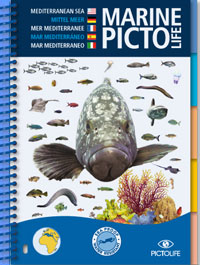 All Mediterranean sea-life, the Marine Pictolife describes more than 250 marine species. With its completely waterproof, plasticized pages, it easily fits into a diving vest pocket or a beachbag