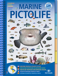 All Tropical Atlantic sea-life, the Marine Pictolife describes more than 250 marine species. With its completely waterproof, plasticized pages, it easily fits into a diving vest pocket or a beachbag.