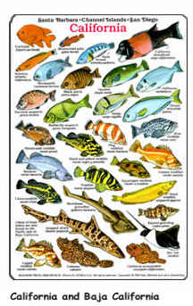 Fishes of California