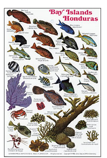 Guide to Reef Fish of Honduras and the Bay Islands