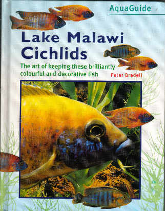 Lake Malawi cichlids