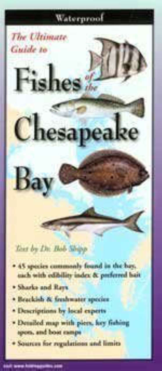 Fishes of Chesapeake Bay
