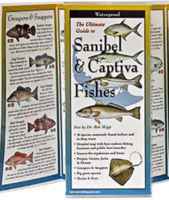 Fishes of Sanibel and Captiva
