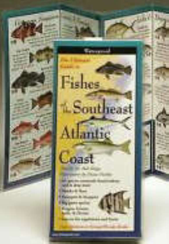 Fishes of the South Atlantic Coast