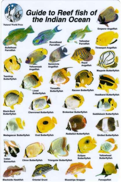 Fishes of the Maldives Identification Chart (waterproof double-sided)