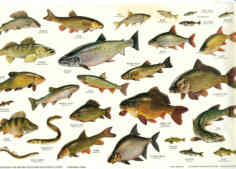 BRITISH FRESHWATER FISHES poster and wall chart