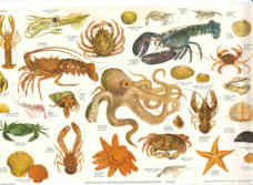 Poster of marine invertebrates.Sea animal and Invertebrate wall chart