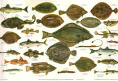 Wall chart and poster of British Sea Fishes