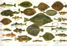 BRITISH SEA FISHES 1