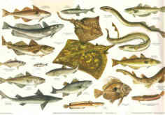 British Sea fish identification wall chart and poster