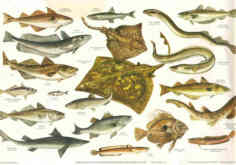 BRITISH SEA FISHES 1