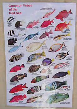 Red Sea fish identification chart - Waterproof