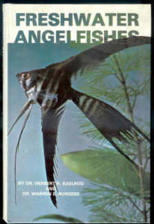 Angelfish