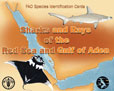 FAO Identification Sheets. Red Sea Sharks