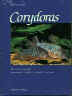 Corydoras Catfishes