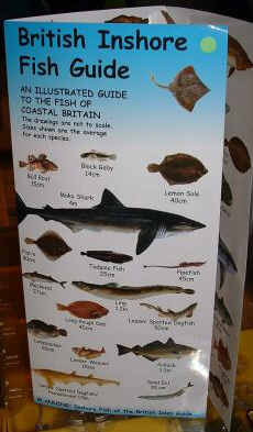 British Inshore Fish Guide. Pocketable. Laminated. An Illustrated Guide