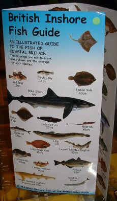 British Inshore Fish Guide