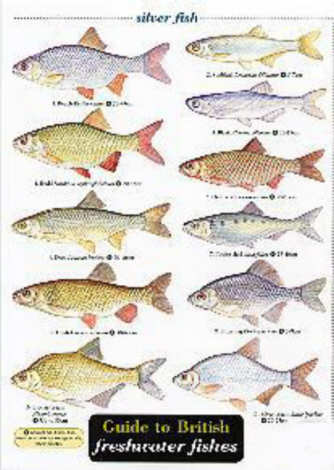 British Freshwater Fishes 