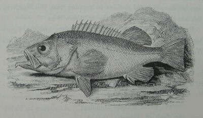 Yarrell Old and antique fish books
