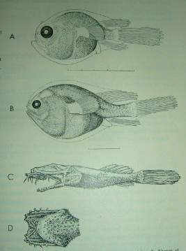The Ceratioid Fishes. 