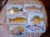 Fish greetings cards