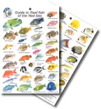 Guide to Reef fish of the Red Sea 