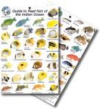 Guide to Reef Fish of the Indian Ocean 