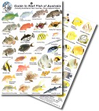 Guide to THE Reef Fish of Australia 