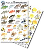 Guide to Reef Fish of Australia