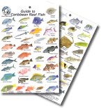 Guide to Caribbean Reef Fish 