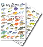 Guide to Reef Fish of Florida 