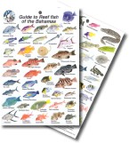 Guide to Reef Fish of the Bahamas 
