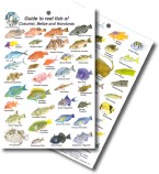 Guide to Reef Fish of Cozumel, Belize, and Honduras 