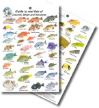 Guide to Reef Fish of Cozumel, Belize, and Honduras