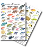 Guide to Reef Fish of the Cayman Islands 
