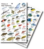 Guide to Fishes of Baja California 