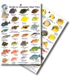 Guide to Hawaiian Reef Fish 