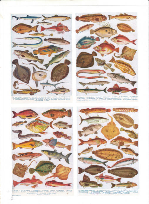 POSTERS AND WALL CHARTS OF BRITISH SEA FISHES