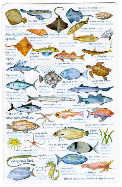 Guide to Mediterranean Fish A high quality fish laminated Identification card