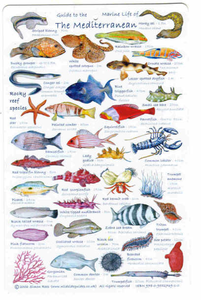 Guide to Mediterranean Fish A high quality fish laminated Identification card