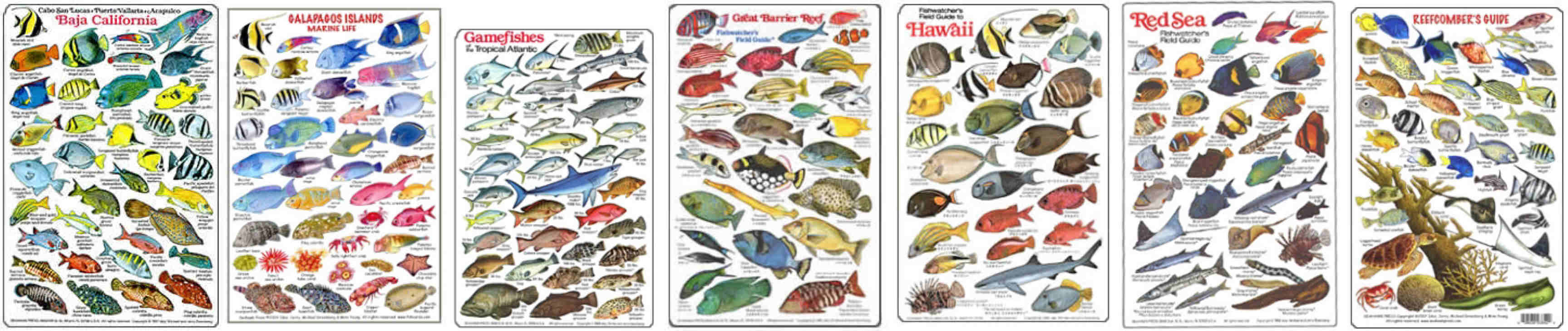 Gulf Of Mexico Fish Identification Chart