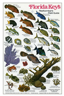 Fish Identification Guides, Reef fish identification,Guides,slates and  charts