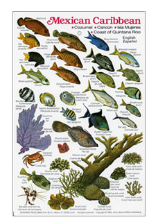 Fish Of The Caribbean Sea Chart