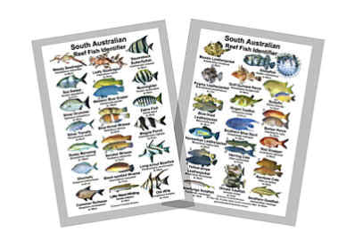 SOUTH AUSTRALIA REEF FISH IDENTIFIER