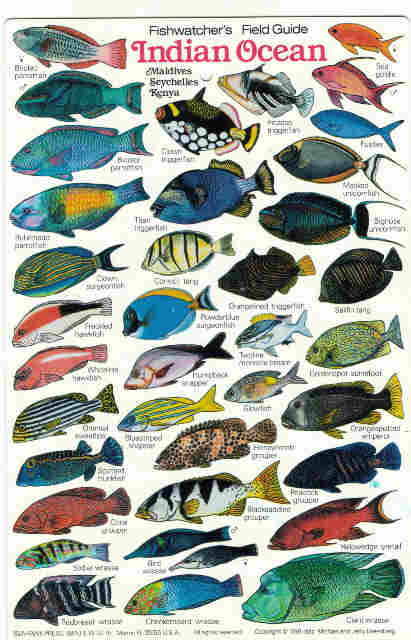 Commercial Fishes Of India Chart