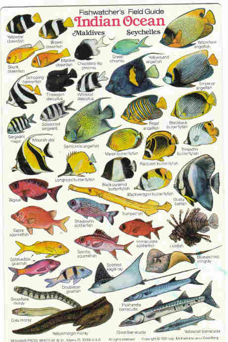 Reef Fish of the Indian Ocean 