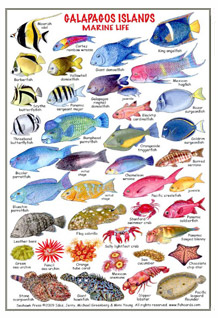 Details about   REEF COMBER AND FISHWATCHER GUIDE 2 SLATE
