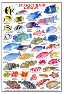 Saipan Fish Chart