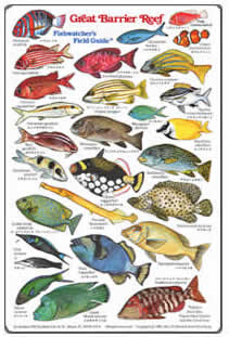 Mediterranean Fish Species Chart